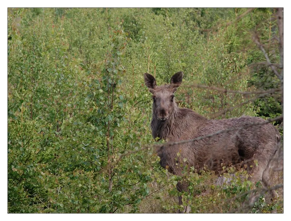 Klicka för att förstora