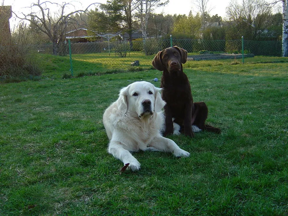 Klicka för att förstora
