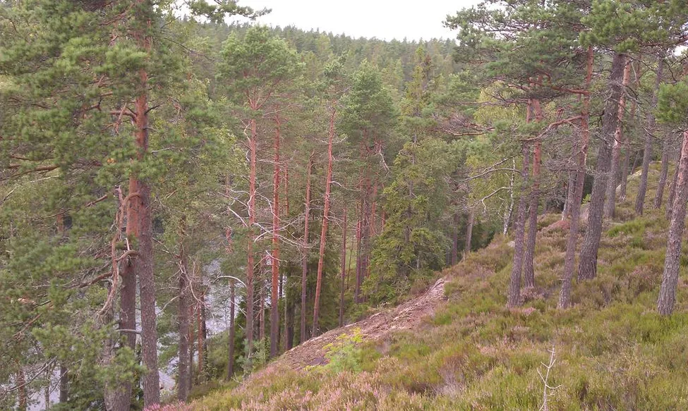 Klicka för att förstora