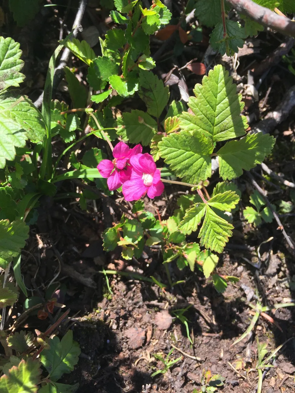 Klicka för att förstora