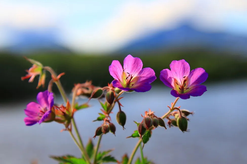 Klicka för att förstora