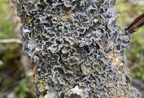 Skogsinventering vid Hammarstrand 25052