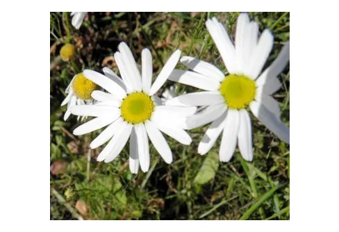 Upplandsleden - En missad halv etapp utanför Enköping