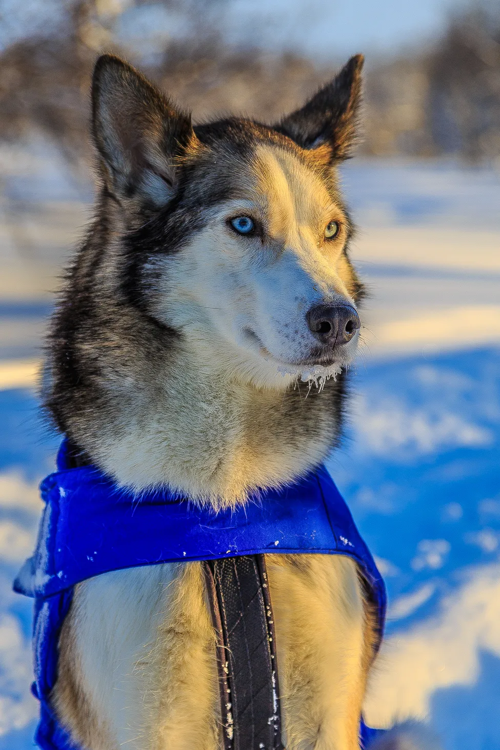 Klicka för att förstora