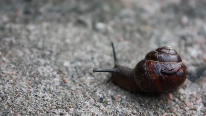 Klicka för att förstora