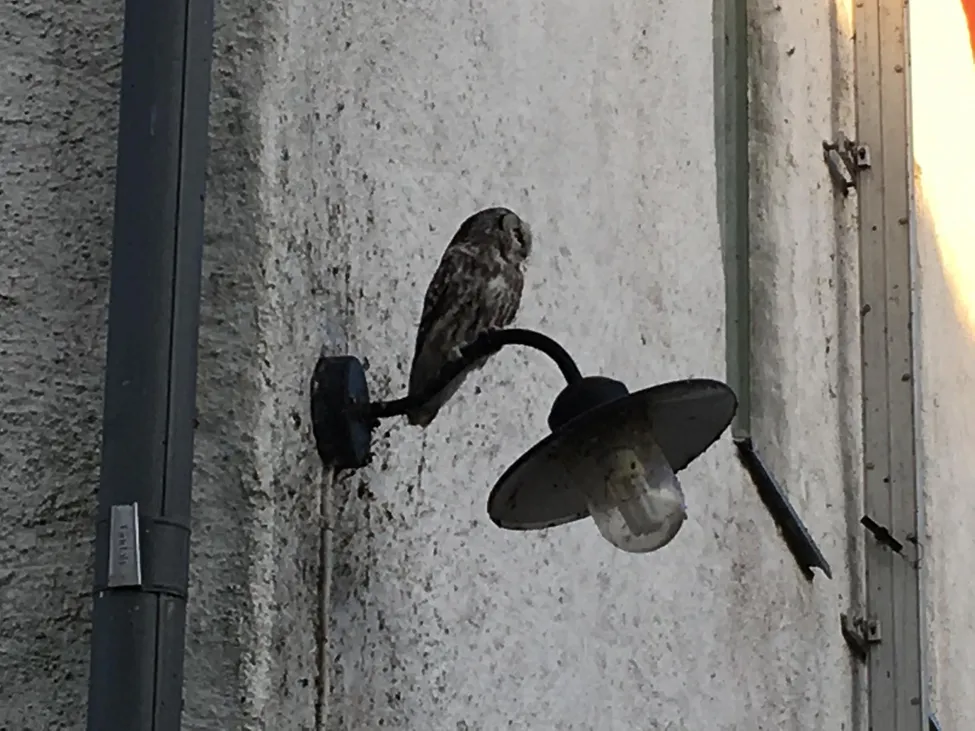 Klicka för att förstora