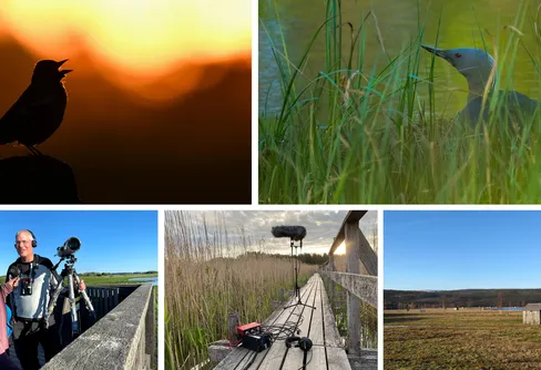 Fågelsångsnatten 21 maj – lyssnarsuccén är tillbaka