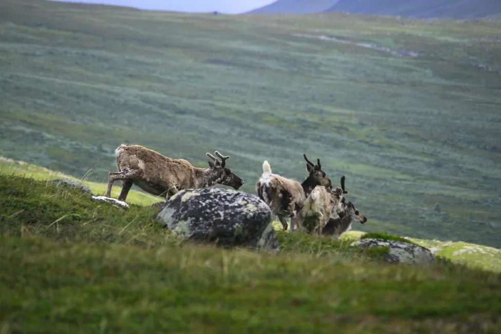 Klicka för att förstora