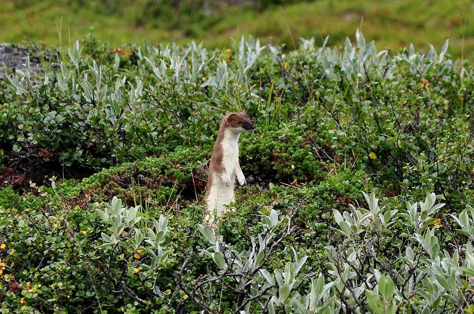 Klicka för att förstora