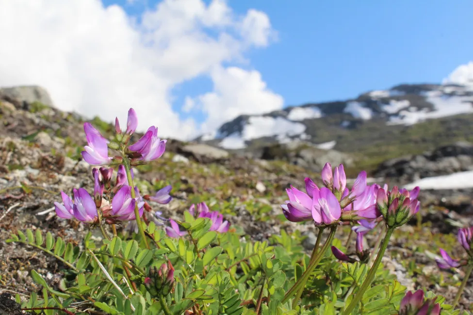 Klicka för att förstora