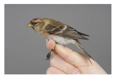Rekordår vid Ottenby fågelstation