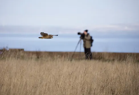 Natursidan har en guide till fågelskådning