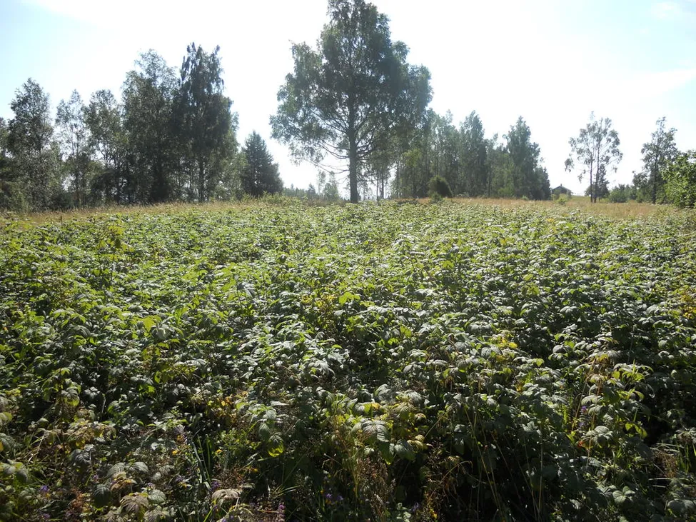 Klicka för att förstora