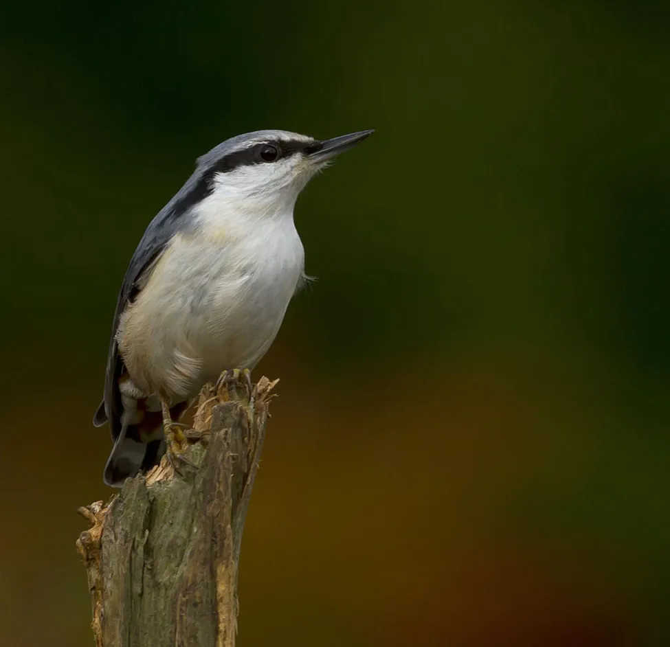 Klicka för att förstora