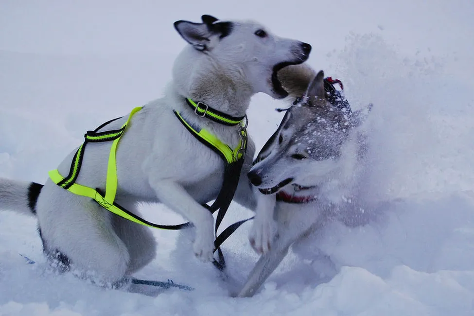 Klicka för att förstora