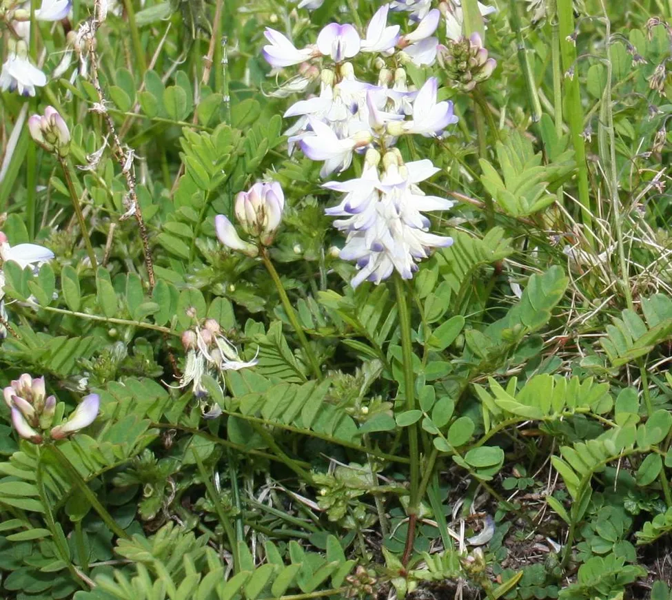 Klicka för att förstora