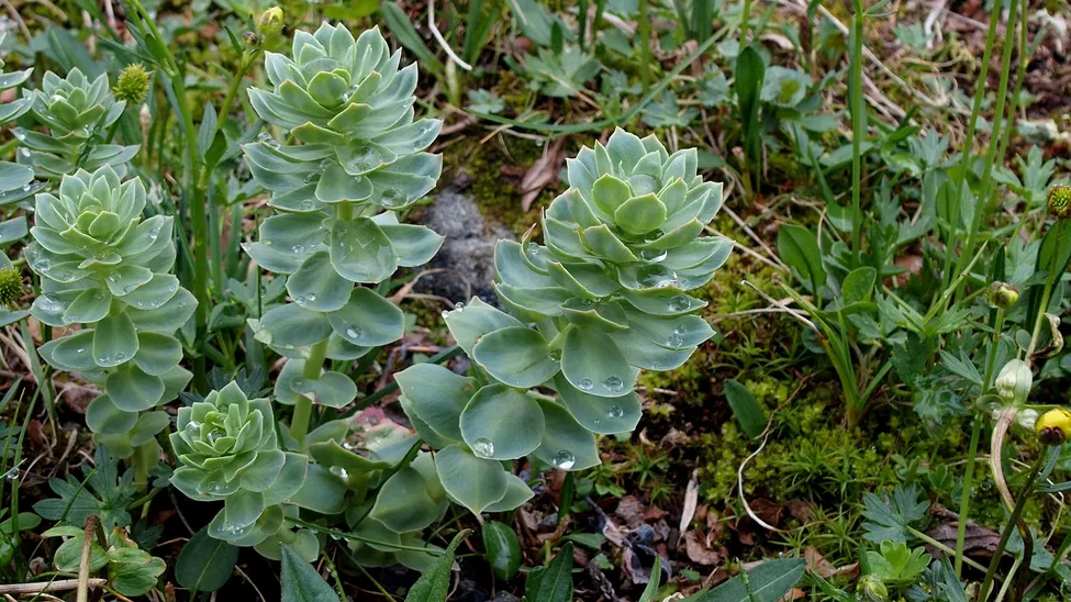 Klicka för att förstora