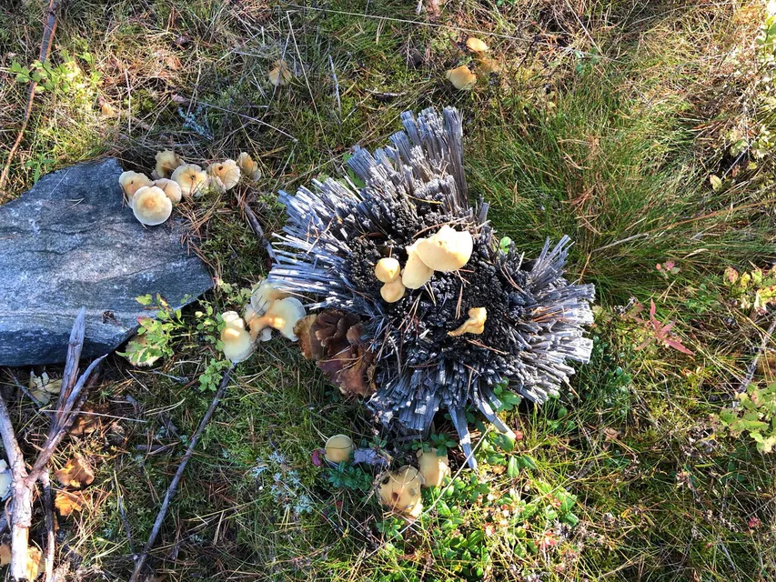 Trotsa höstrusk och mörker - ut och njut!