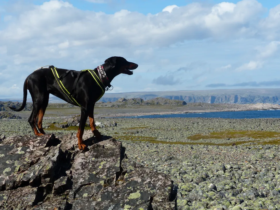 Klicka för att förstora