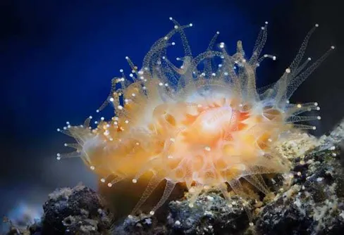 Ny utställning om bilogisk mångfald invigs online