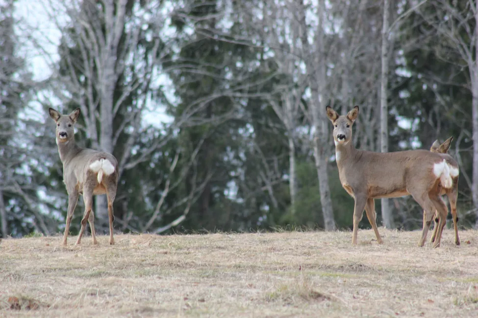 Klicka för att förstora