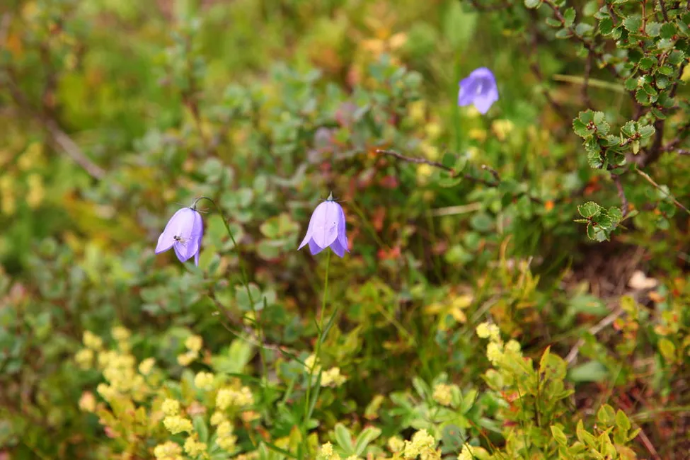 Klicka för att förstora