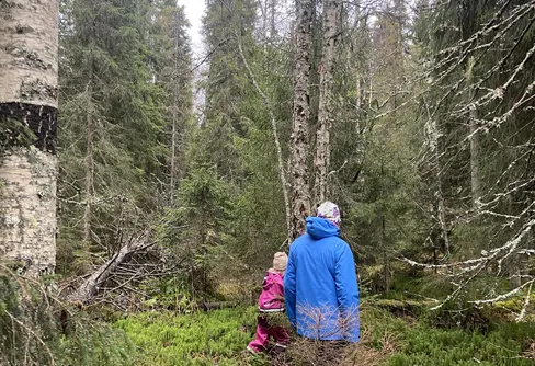 Återbesök i finaste skogen vid Spikbodarna 241020