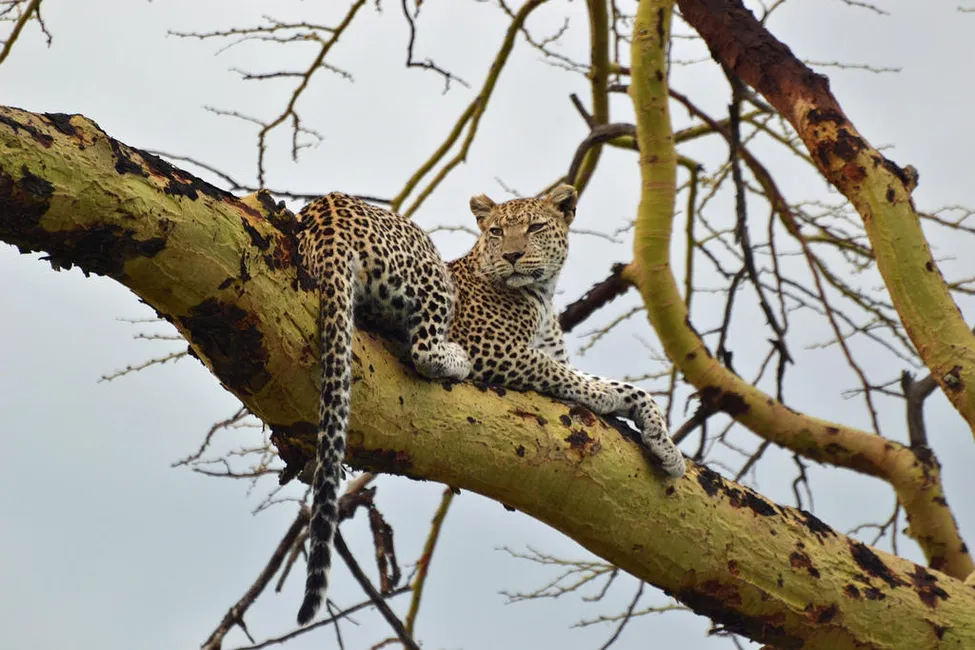 Klicka för att förstora