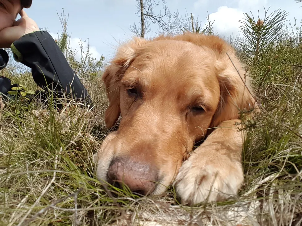 Klicka för att förstora