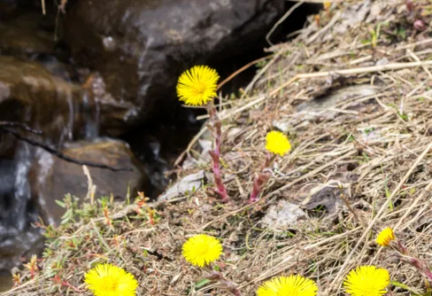 Tussilago istället för vårflod