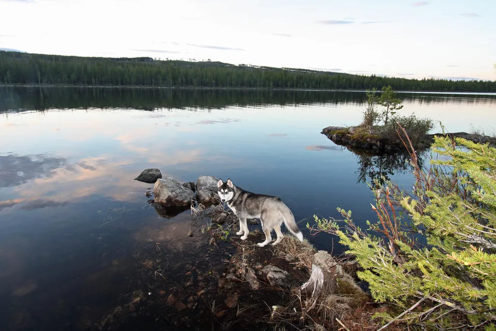 Klicka för att förstora