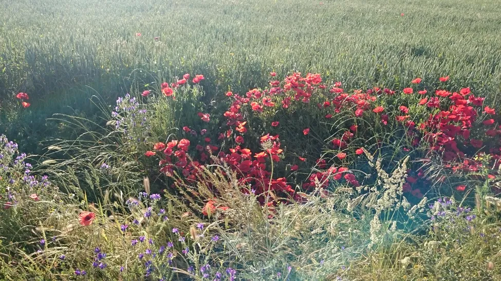 Klicka för att förstora
