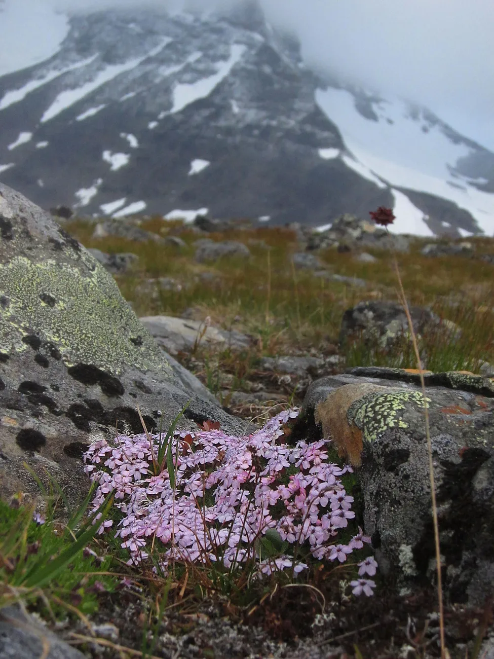 Klicka för att förstora