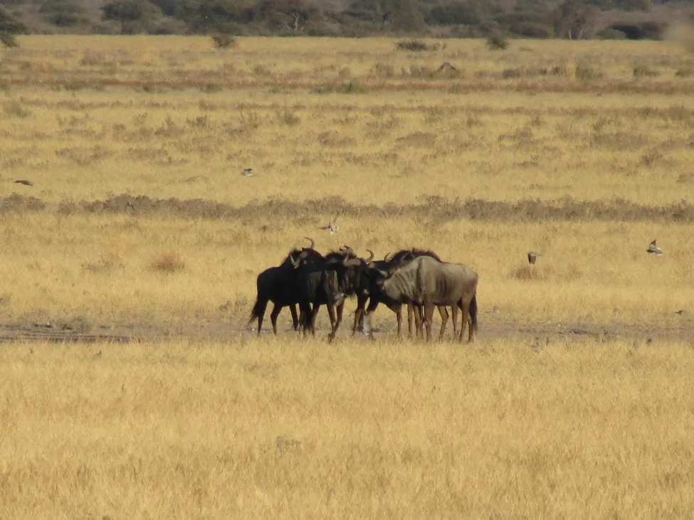 Klicka för att förstora