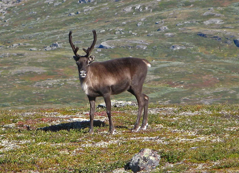 Klicka för att förstora