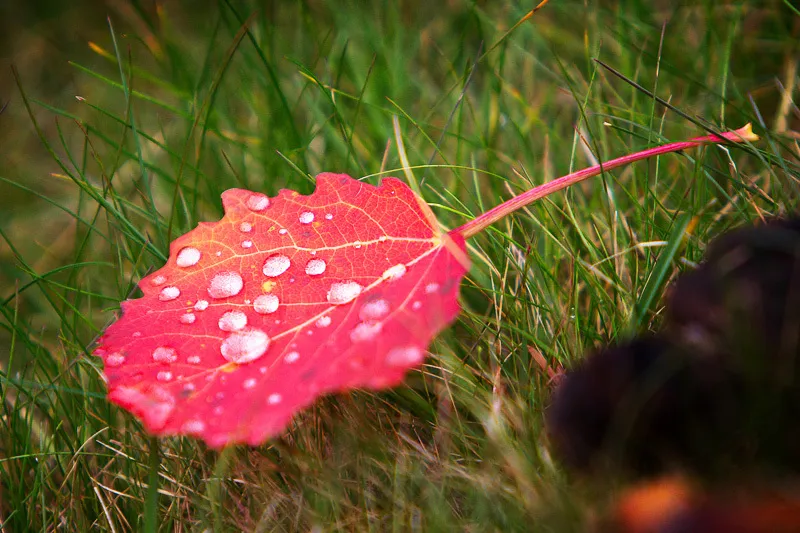 Klicka för att förstora