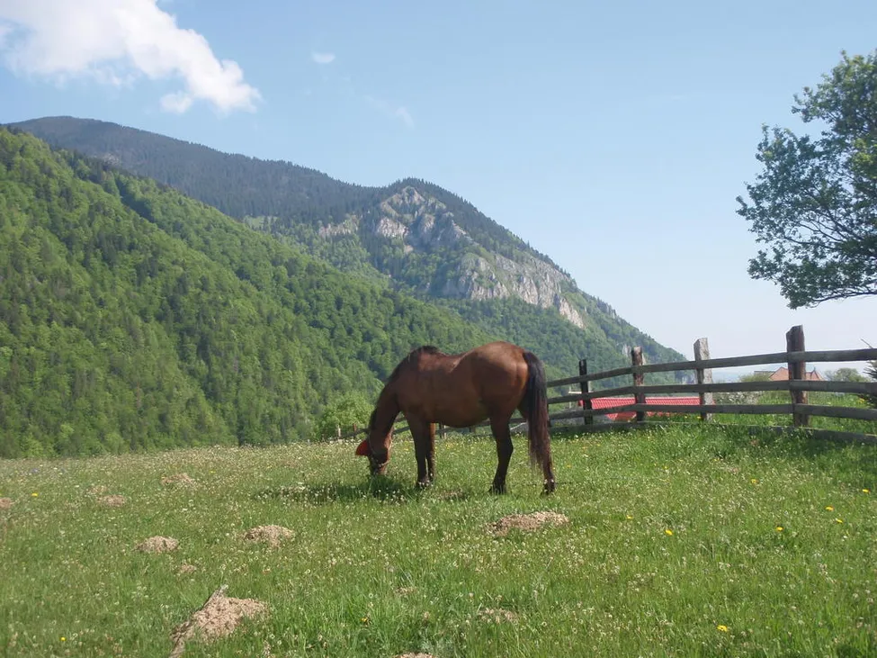 Klicka för att förstora