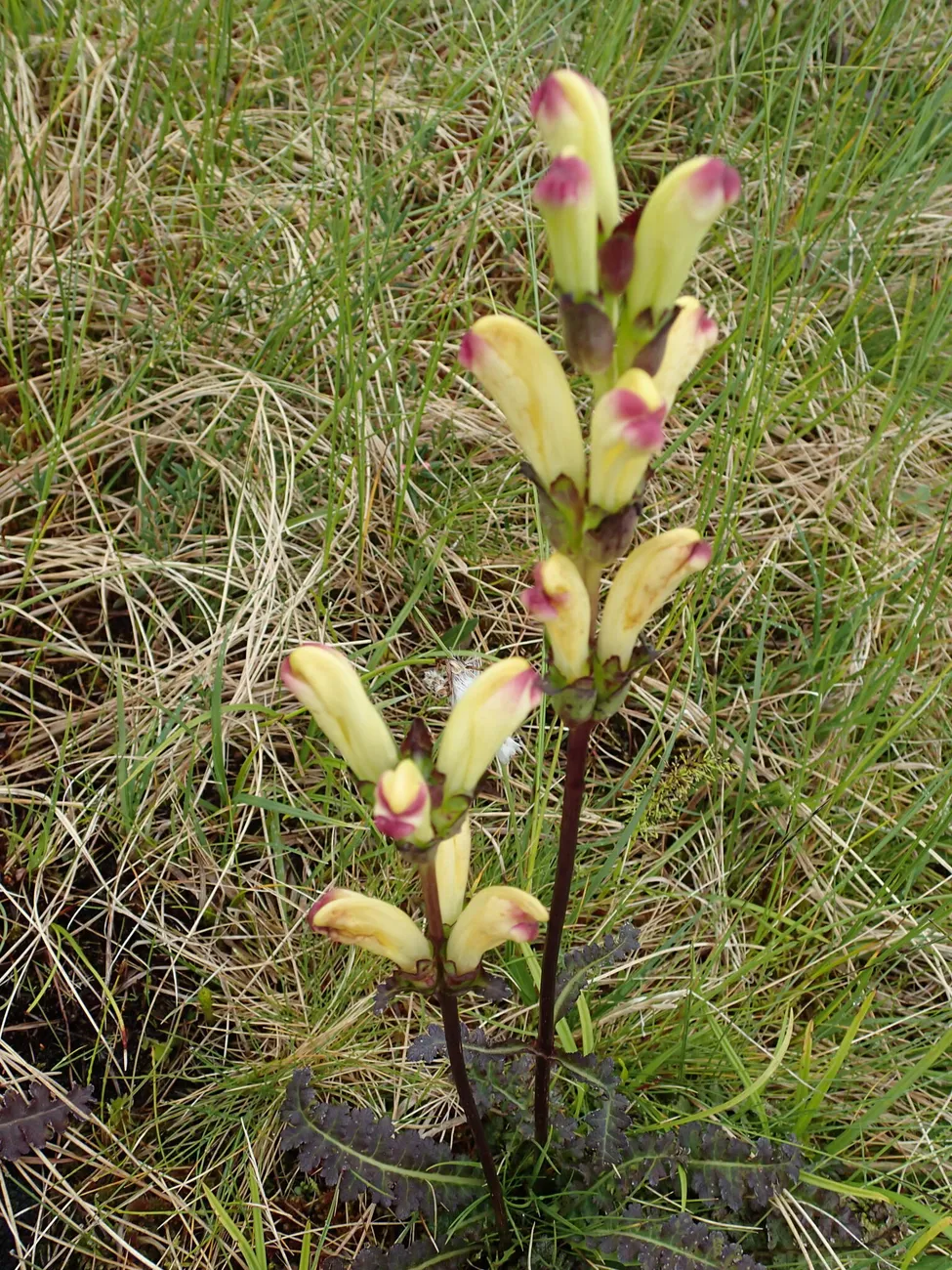 Klicka för att förstora