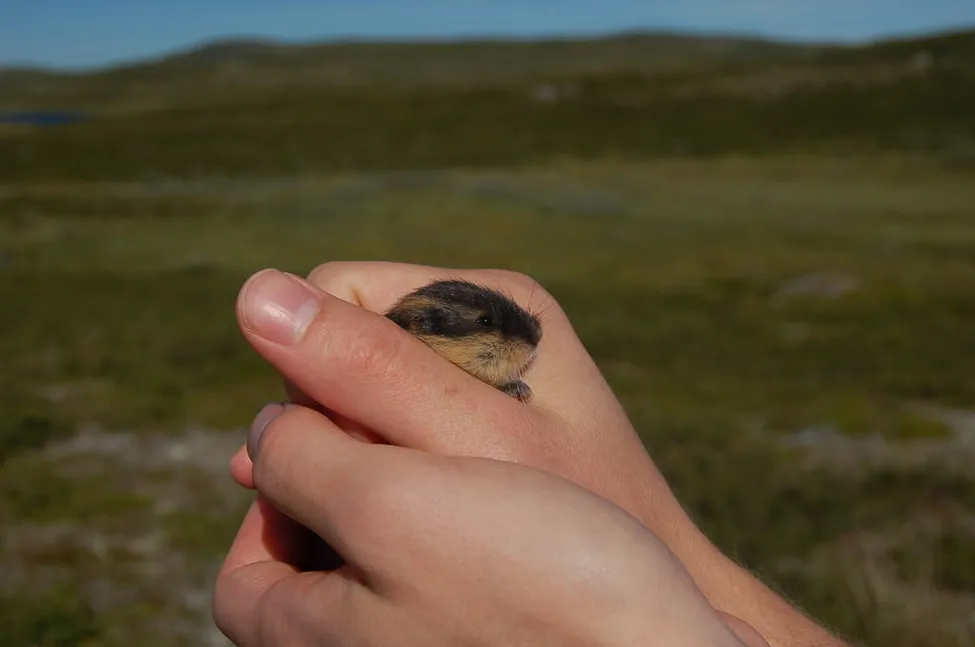Klicka för att förstora