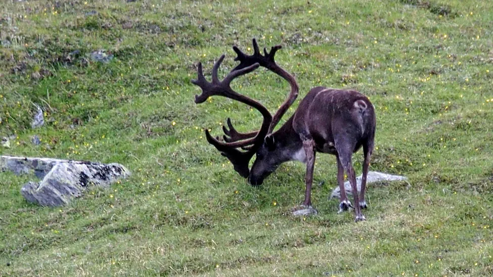 Klicka för att förstora
