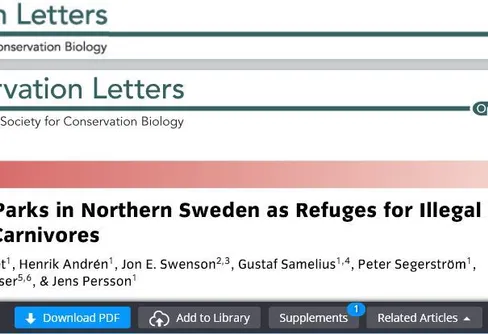 Sareks nationalpark – ett skydd för våra stora rovdjur bara på papperet?