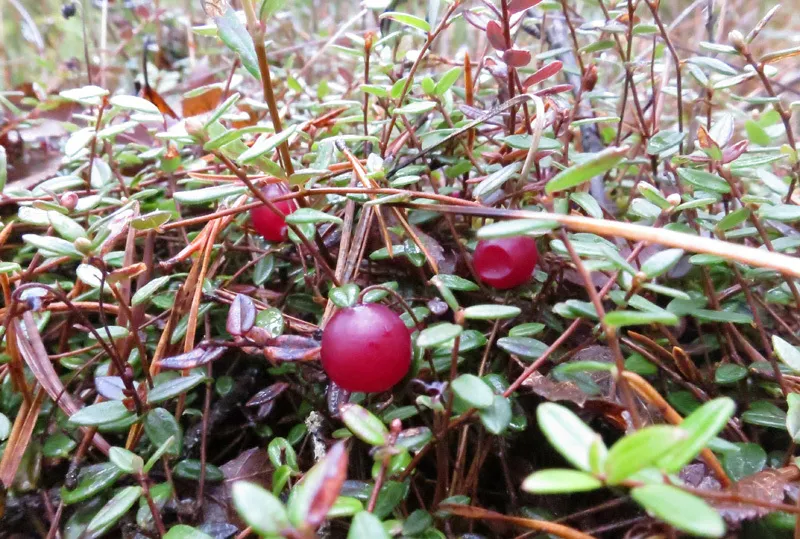 Klicka för att förstora
