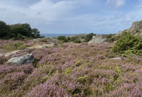 Stor satsning ska återskapa svenska ljunghedar