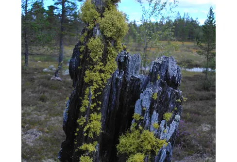 Grövelsjön till Tänndalen 2007