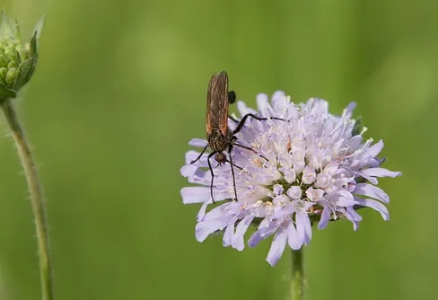 Biologiska mångfaldens dag 22 maj