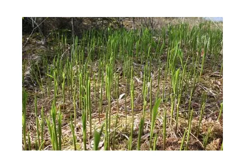 Vildmarken från Kanot, vargen kommer!?