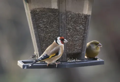 Snart dags för Sveriges största fågelräkning