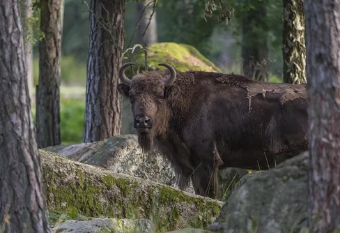 Visenter på väg från Blekinge till Ryssland