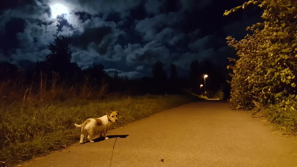 Klicka för att förstora