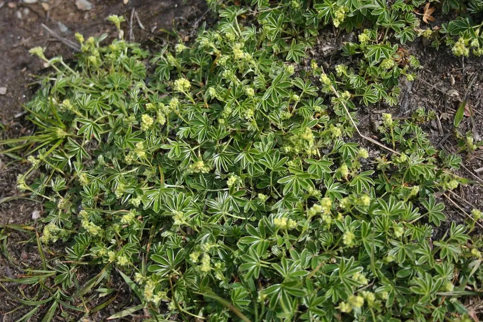 Klicka för att förstora